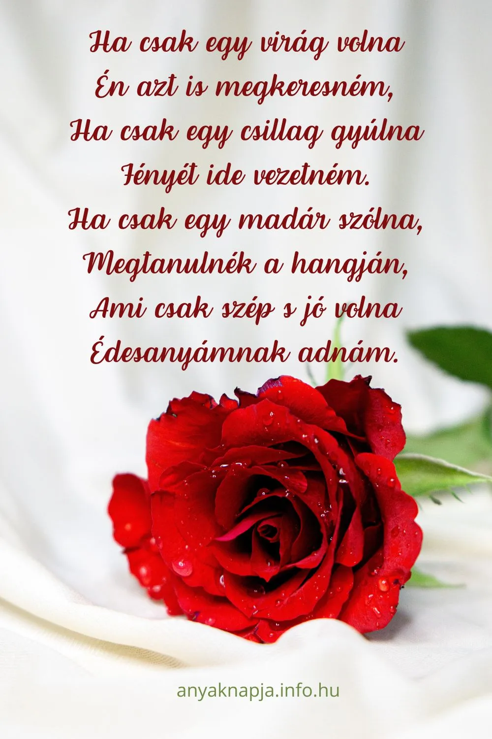 anyák napi köszöntő, ha csak egy virág volna, rózsa